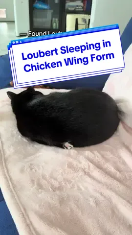 Just a weird lil dude 😂 #loubertthecat #funnypetsoftiktok #catfamily #tuxedocatsoftiktok #funnycatvideos 