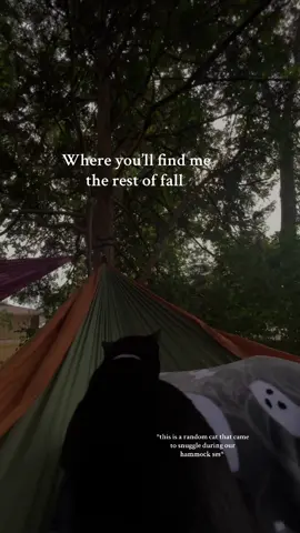 The way this cat almost came home w me #fall #hammock 