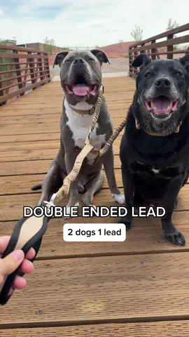 This double ended lead from @BullyBillows has been so great for walking both dogs at the same time! #DoubleDogLead  #DogTok  #TwoDogStruggles   #DogWalkHack #TangleFreeLead #DogWalkingTools  #BungeeLead  #BullyBillows  #TikTokMadeMeBuyIt  #PetTok  #Splitlead