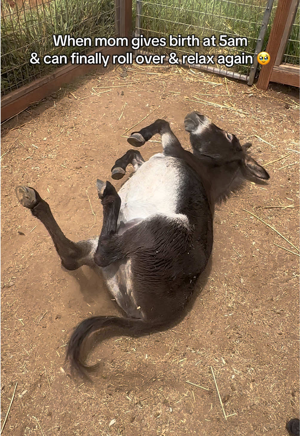 Enjoy yourself mama you did great! 💕 #minidonkey #babydonkey #donkeysoftiktok #farmlife #creatorsearchinsights 