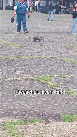 #tlacuache #unam #cu #fyppppppppppppppppppppppp #viral 