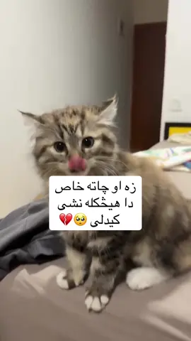 #پشتون_تاجیک_هزاره_ازبک_زنده_باد🇦🇫 #faryuopage 