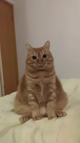 So cute #cutecat #pet #kucing #kitty #fyp 