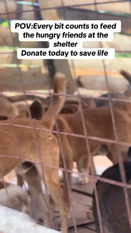 Please don’t scroll stay for 10seconds and donate any amount possible to help me feed the hungry dogs at the shelter #Everybitcounts #Donatetosave #Linkinbio