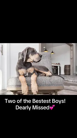 #petloss #petgrief #bestboys #rainbowbridge 