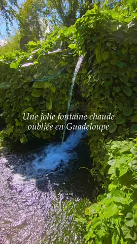Un spot oublié avec une eau d'une température légèrement chaude à tiède, c'est très agréable. Tu aimes ? 📍Guadeloupe PARTAGE POUR QUE TES ABONNÉS, AMIS ET FAMILLES VOIENT CETTE MERVEILLE CACHÉE. @Lafleur_discovery  . . . . . . . . . . #guadeloupe #gwada #river #riviere #fwi 