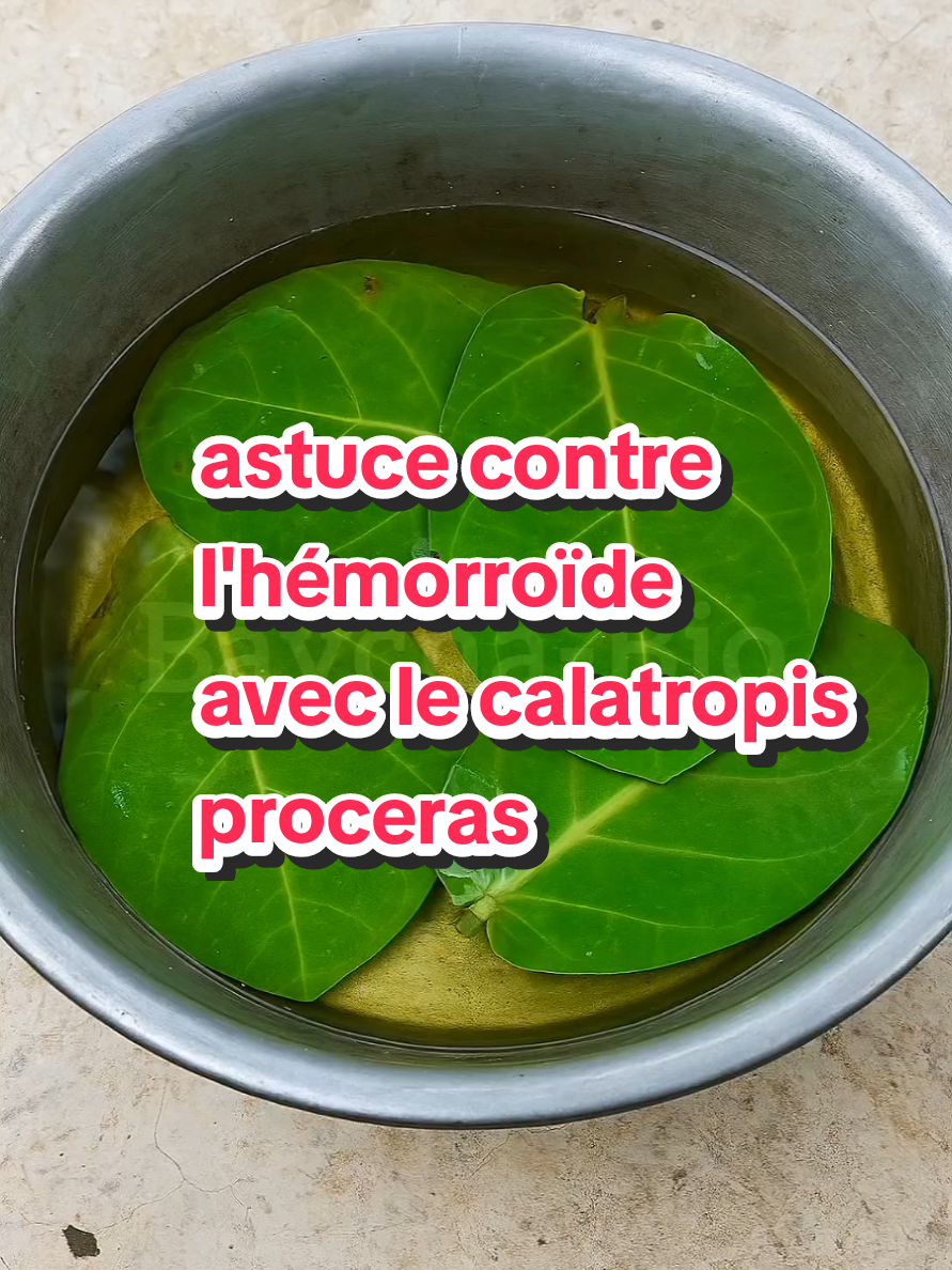 Réponse à @lyseobrycy18  Découvre une astuce naturelle ancestrale 🌿💧 : le bain de siège à base de feuilles de Calotropis procera (Yèrè en langue locale). Il suffit de bouillir 5 feuilles dans de l’eau, laisser tiédir puis s’asseoir dans la bassine pendant quelques minutes. Ce bain apaise les douleurs, réduit l’inflammation et favorise la cicatrisation des hémorroïdes externes de façon naturelle. Un remède simple, efficace et accessible pour retrouver ton confort au quotidien. #CalotropisProcera #Hemorroïdes #BainDeSiège #soinsdeshommes #faiblessesexuellehomme 