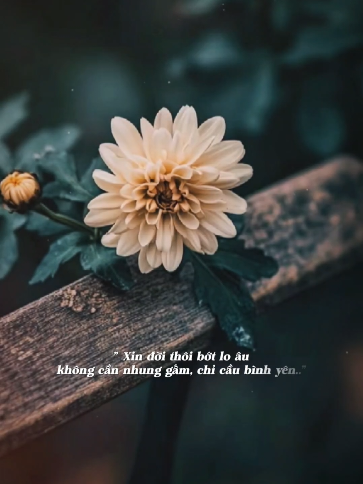 Ta về nhóm lửa pha trà, Trồng hoa đọc sách nuôi gà cắm câu... #BKmuzic #nhachaymoingay #podcast 