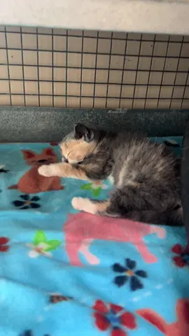 Ballarina cappuccina Mimi is passed out! #adoptdontshop #kitten #kittensoftiktok #tnrsaveslives #cat 