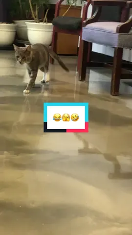When life knocks you down….. just get back up. Brush off your shoulders and keep moving forward. #catsofinstagram #sorrynotsorry #CHKitty #onthisday #RescueFosterAdopt 