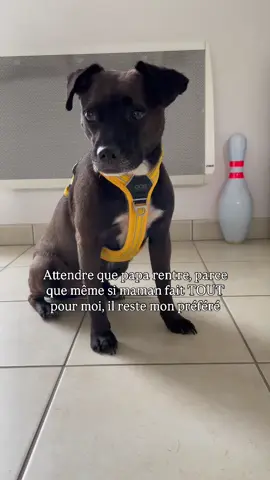 Dites moi que c’est pareil chez vous😅🥲 #fyp #NalaEtSushi #chien #dog #dogmom 