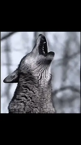 ذيب 🐺    #صدام #صدام_حسين #العراق_العظيم #صدام_حسين_المجيد_رئيس_جمهورية_العراق🇮🇶 
