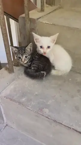 #kitten #cat #kittycat #cathelp #catlover #foru #forupage #fyp 