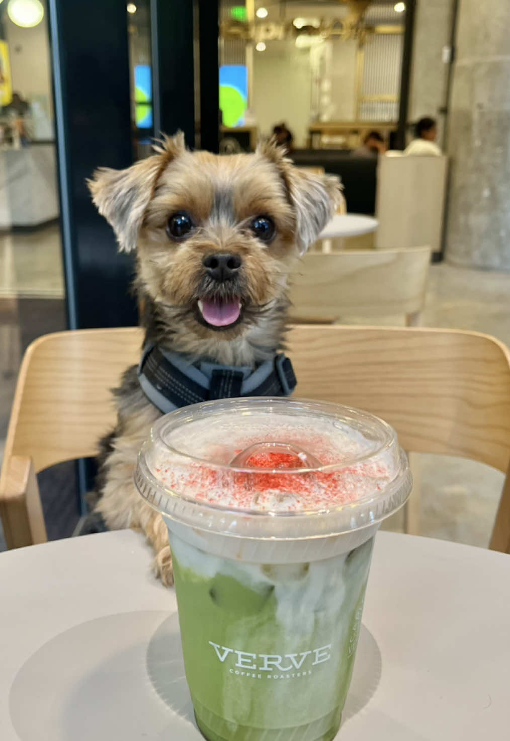 above anything else 💚 #happydog #doglove 