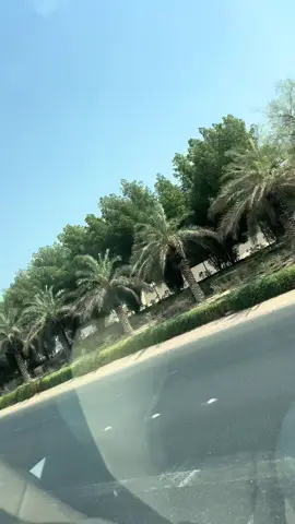 #mushroominkuwait🍄‍🟫