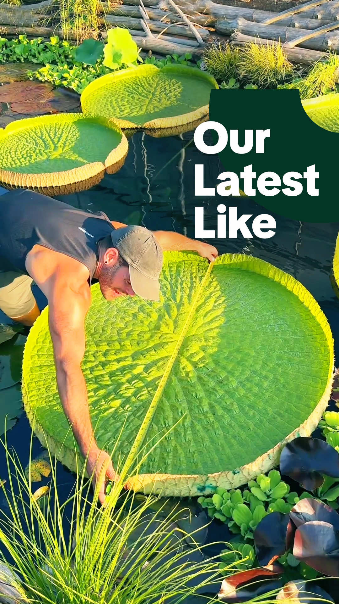 the most magical time of the year is here (aka the the water lily weigh-off) 🫶  📍@Bok Tower Gardens @Denver Botanic Gardens @redleafranch @Eden Project @Atlanta Botanical Garden @mobotgarden 