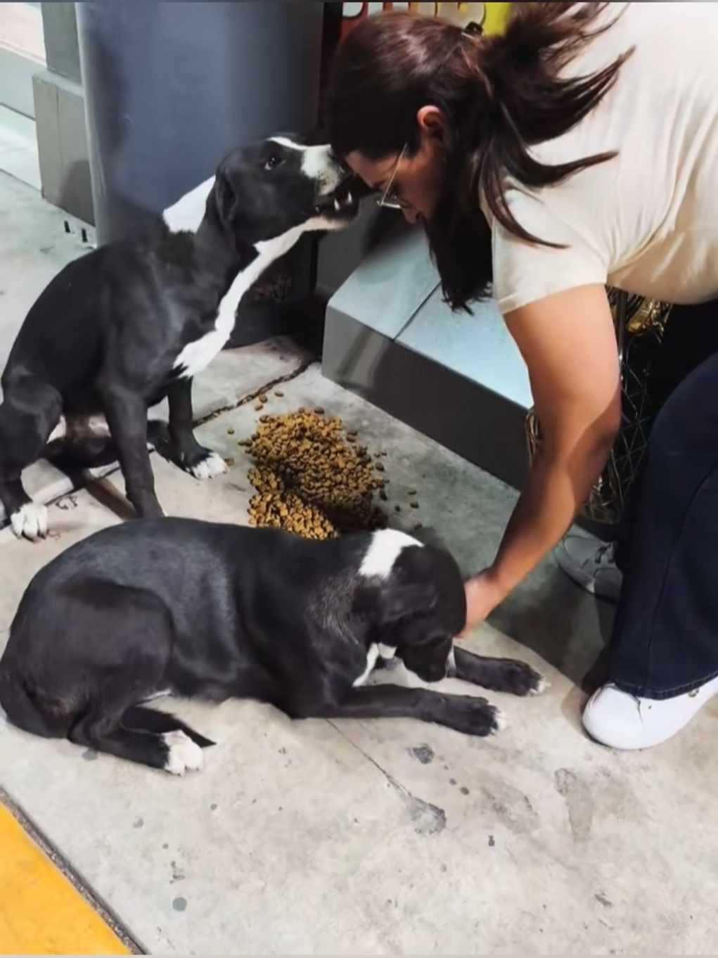 Son muy puros para nosotros #wholesome #animals #animales #mascotas #fyp 