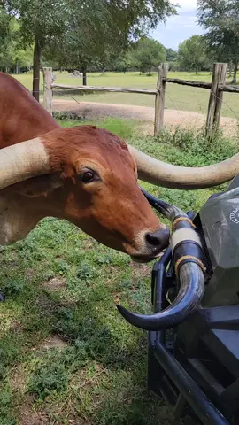 Barthalamoo checking out the new horns #jacksonranch  #ranchlife #longhorns #texaslonghorns #texaslonghorncattle 
