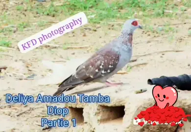 @kal's Sall from Diella @Salif MBAYE Datt @Zaya @asfaw @faty.ba960 #viraltiktok #kalsfromdiella #fuutarou #fouta #poular 