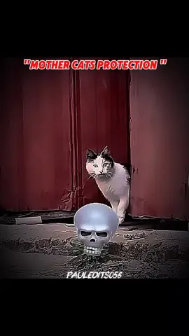 𝐌𝐨𝐭𝐡𝐞𝐫 𝐜𝐚𝐭 𝐩𝐫𝐨𝐭𝐞𝐜𝐭𝐢𝐨𝐧☠️ #foryou #trending #viral #fyp  #creatorsearchinsights 