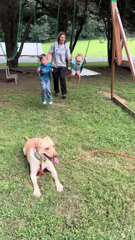 Consistent socialization and proofing against distractions are critical for every working dog. Exposure builds confidence, focus, and reliability — no matter the environment.