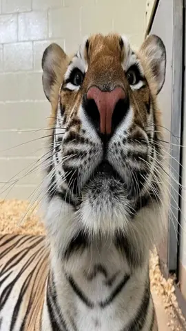 #tiger #tigers 