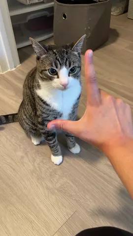 Bro said V is for violence #tabbycatsoftiktok #catsoftiktok #tabbycat #foryou #aura 