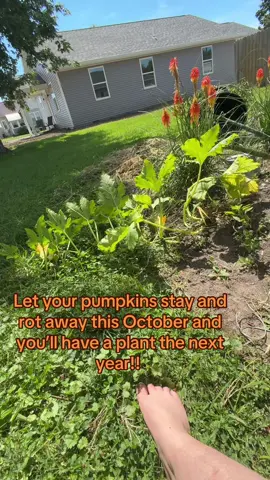 Hoping we get some little pumpkins by October 🤞🏼🎃 #jackolantern #spookyseason #plants #plantgrowth 