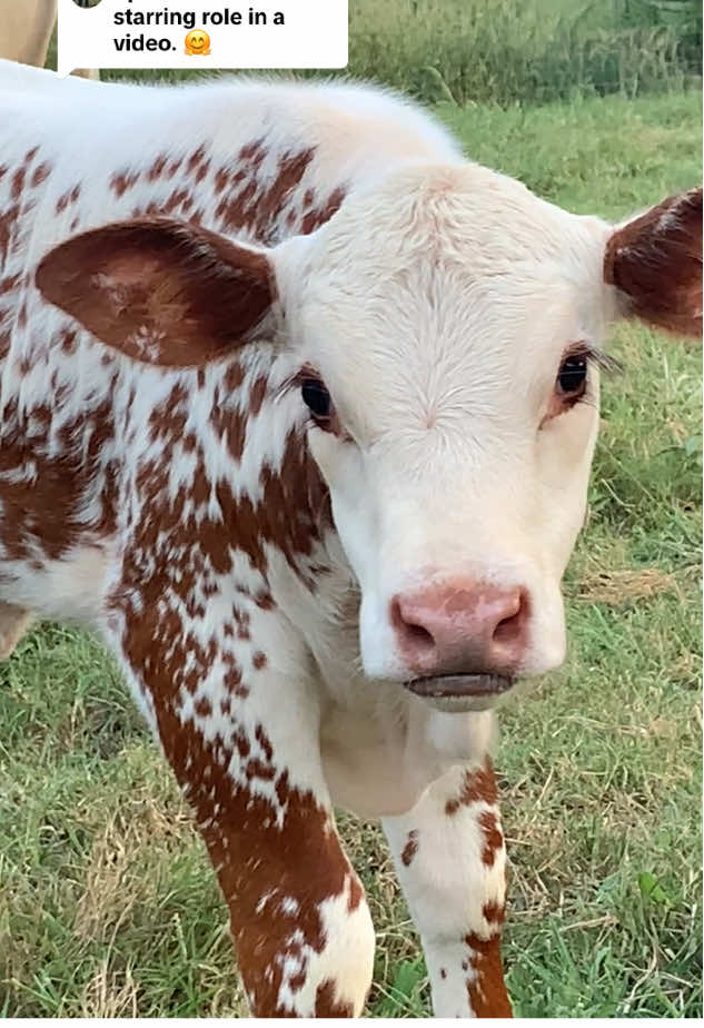 Replying to @Piney Bend Cattle Sprinkles will be Avaliable at weaning.  We have several others also. #fyp#fypシ゚viral #babycow #baby #♥️♥️♥️  @Piney Bend Cattle @Pam PM farm vent @Sherri Rae @We love our farm @ourhouse2you2021 @cowloving_chihuahuamom73 
