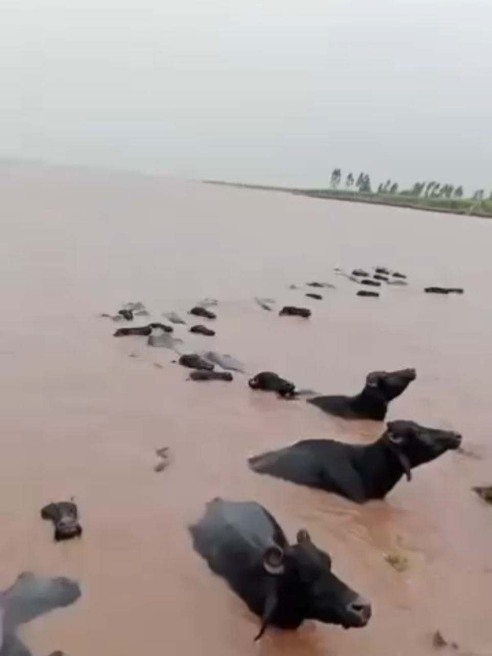 lahore flood 2025 😱😱😭😭 #foryou #foryoupage #followers #trending #lahoreflood 