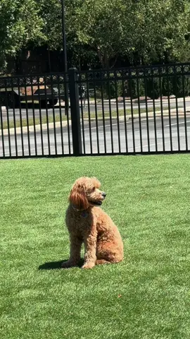 lonely dog park day for eeemmy