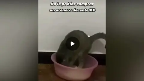 #ffyp #memesramdom #risas #gatos 
