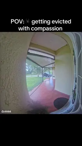 🕷️ map meter deyo avek tristes ki zen sa#animallovers #spidersoftiktok #spiders 