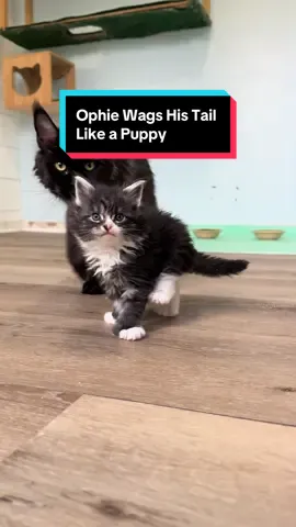 Ignore the walls the paint literally washed off the baseboards when we cleaned them 💀 #mainecoon #kitten #dogcat #adorable #adorableanimals 
