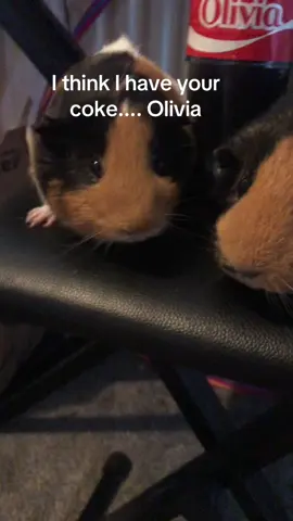 I have ur 𝓬𝓸𝓴𝓮 #fyp #trend #gunieapigs #cocacola #fyppp
