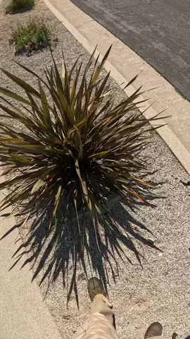 Trimming back a flax plant #gardening#fyp#plants#lawntok
