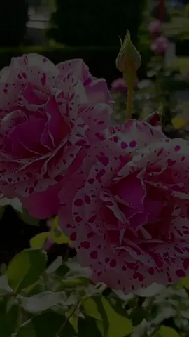 #CapCut #foryoupage_foruyou_tiktok #forpagemillionviews #viralvideo 