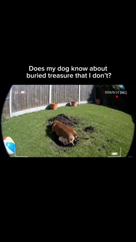 If he finds oil, we're rich.🤑  #funnyDog #DogLife #Relate #AlphaPaw 