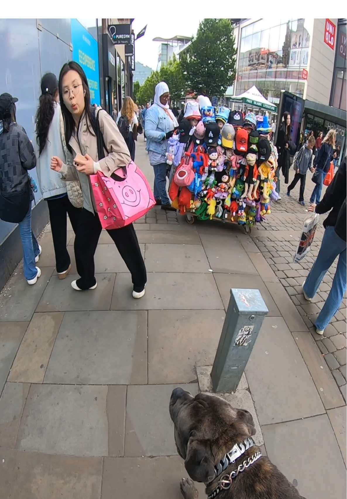 Would you PET him or PANIC? 🤔👇 #dog #fyp #xzycba #canecorso 