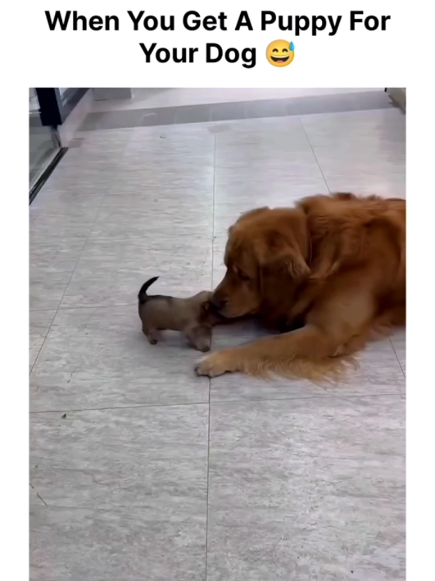 Funny dogs 😂🐶 #dogsoftiktok #funnydog #funnypets #doghumor #fyp 