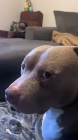 Daddy didn’t give that baby any chips#butcher #americanpitbull #souldog #pitmom 