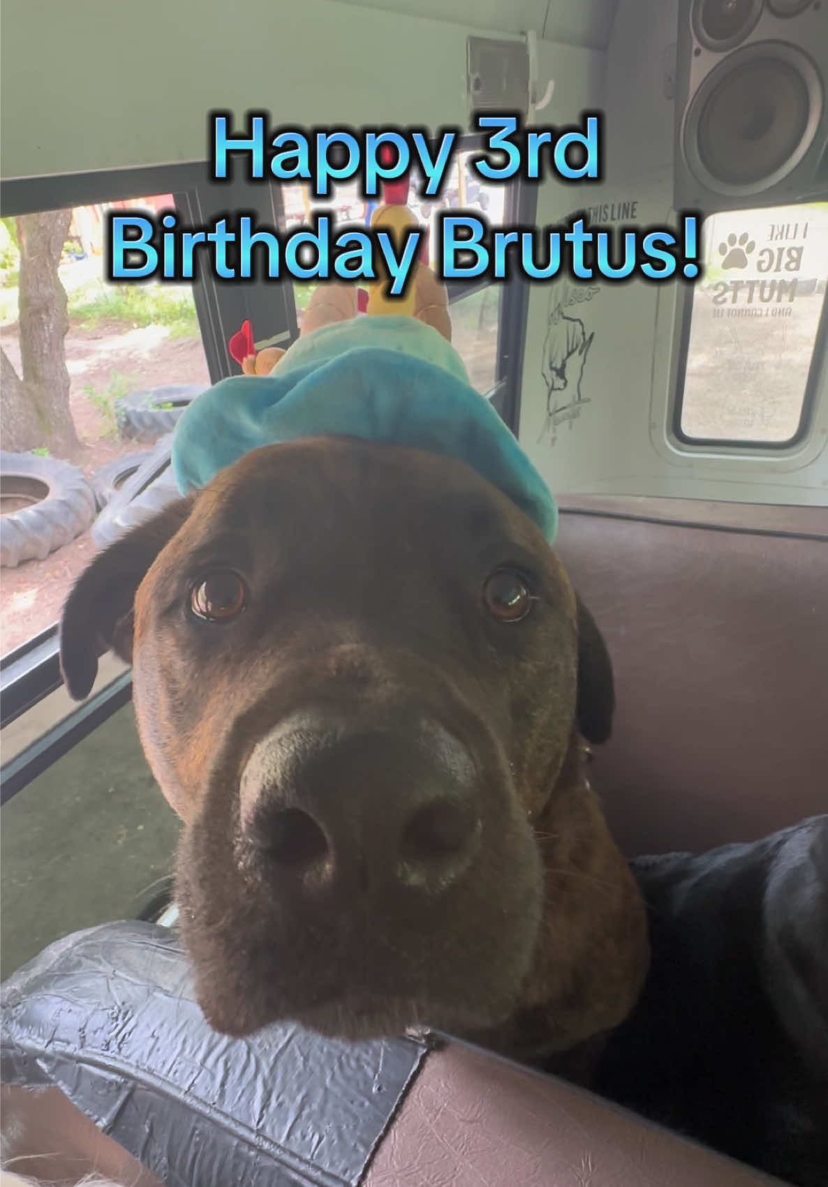 Happy 3rd Birthday Brutus! 💙🐾 #dogbirthdayparty #dogbirthday #brutus 