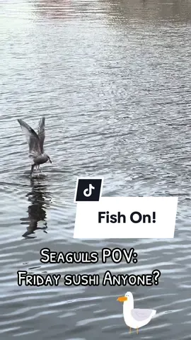 #seagull #bird #Summer #fish #fyp 