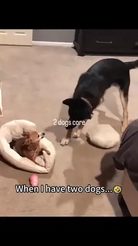 Goofballs 😂😂 #dogsoftiktok #funnypets #funny #wholesome #dogs