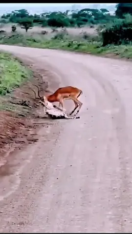 Cheetah Catches Antelope but Jackal’s Cry Helps It Escape #cheetah #jackal #wildlife #animalworld #natureclips