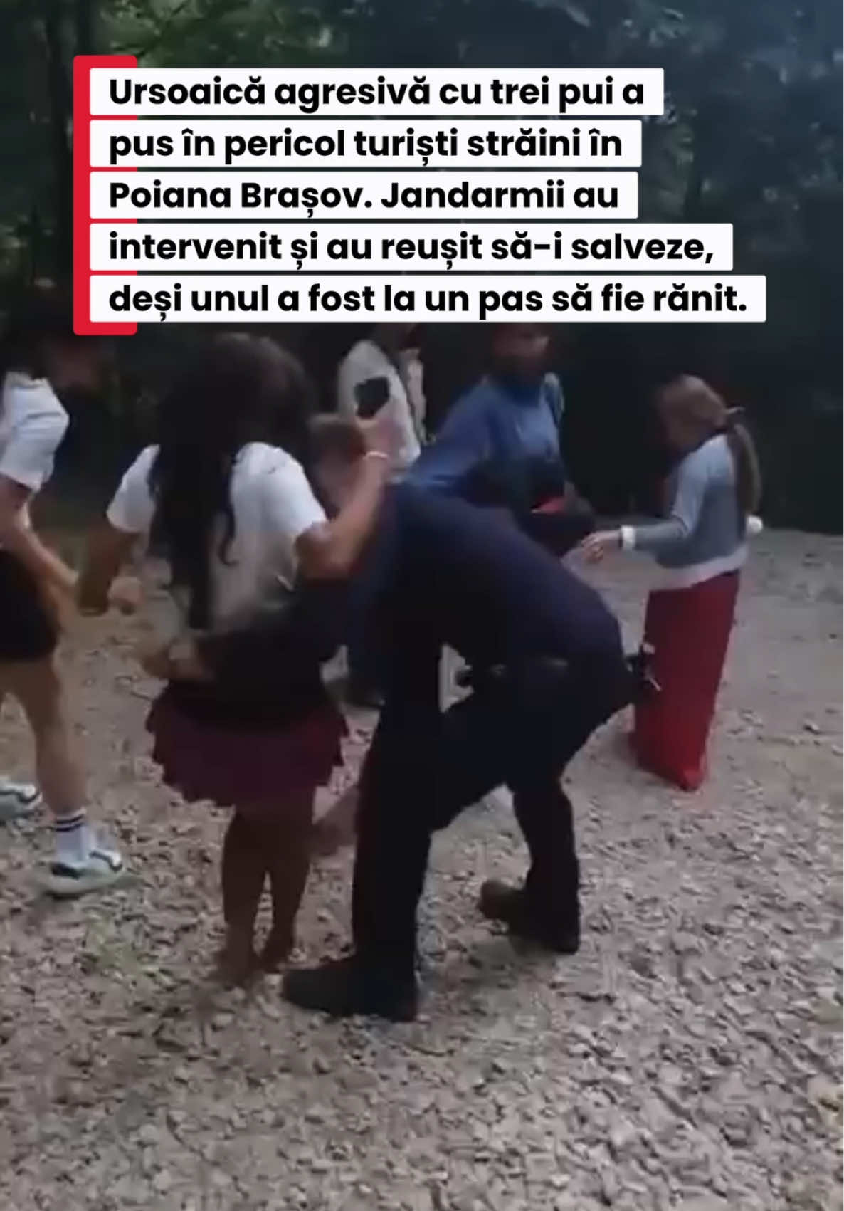 În zona Pietrele lui Solomon din Poiana Brașov, o ursoaică cu trei pui a devenit agresivă, punând în pericol turiști din India, Nepal și Noua Zeelandă. Jandarmii au intervenit pentru a-i coborî în siguranță spre zona locuită, însă animalul s-a apropiat foarte mult și era cât pe ce să rănească un jandarm. O turistă s-a accidentat, dar a fost ajutată și transportată pe brațe. #stiri #news 