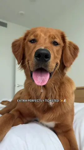 Extraaaa toasty 🐶 #goldenretriever #goldenretrieverpuppy #goldenretrieverlife #puppiesoftiktok #puppylife 