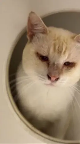 #cat #sheltercat #urgente #fyp #adoptme 