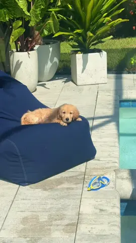 Post swim☀️ #goldenretriever #sunnyboy #goldenretrieverlife 