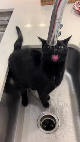 His season is approaching!! #cat #cats #blackcat #catsoftiktok #catlover 